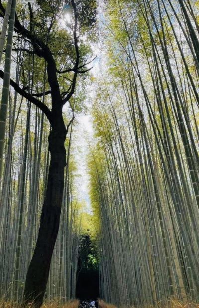 bssblocks image placeholder